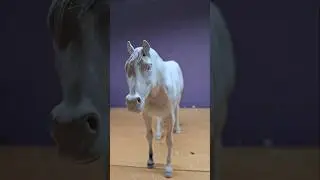 quarter horse Resculpt (Rowdy) #resculpt #repaint #horse #fyp #shorts #equestrian #viral #breyer
