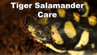 Tiger Salamander Care