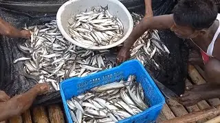 Best net fishing video 2022..Fishing with nets from the village river..traditional net fishing.