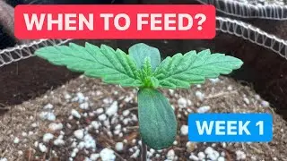 When should you feed in coco - how to grow cannabis