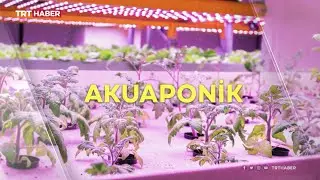 Ekonomik ve ekolojik tarım modeli: Akuaponik