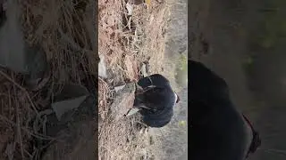 #its digging time #tony #dachshund #puppy #pet #shorts #shortsviral #subscribe #share #like #sunset