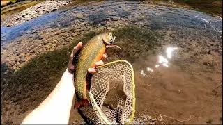 HUGE COLORED UP BROOK TROUT fall fly fishing in Colorado