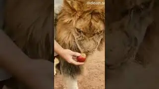 Lions  Reacting To Eat Fruits #wildlife #Nature