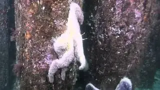 Mystery sea star disease causes arms to twist off