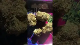 Mendo breath strain