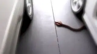 Eztec King Cobra Remote Control Snake