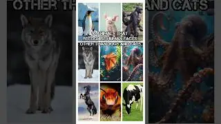 10 animals that recognise human faces other than dogs and cats #theanimalsobservatory #ytshorts #⃣