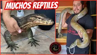 LAGARTOS Y PITONES GIGANTES (REPTIL ROOM TOUR KEVIN HUITRON) PARTE 1/3