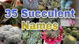 35 Succulents Varities With Names ll 35 Types Of Succulents Plants| Cactus Plants