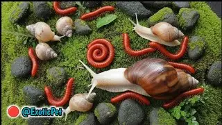 The Odd Couple : Millipedes and Snails Unite in a Forest Feast #CloseUpNature #educationalinsects 