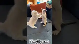 These Naughty Cats Will Make You Laugh So Hard 🤣🐾 | Funny Cat Moments