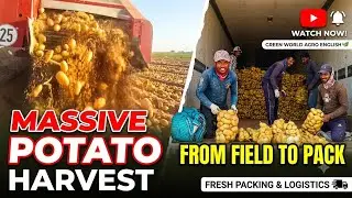 Massive Potato Harvest and Factory Packing | Agricultural Machinery In Action