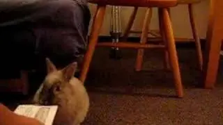 Cute Bunny Letter opener