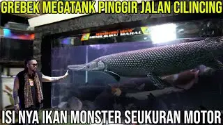 GREBEK MEGATANK PINGGIR JALAN CILINCING. ISINYA IKAN MONSTER SEUKURAN MOTOR