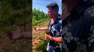 Benefits of Cluster Thinning | Winemaking and How Wines is Made! #shorts #fyp