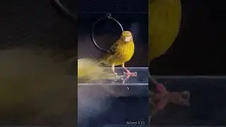 Let&rsquo;s fly! ✈️ #crazybirds #funnypets #birdsflying #canary