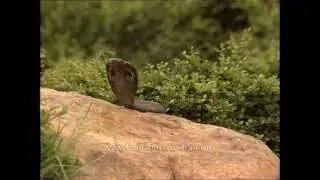Cobra rears its hood on the Delhi Ridge!