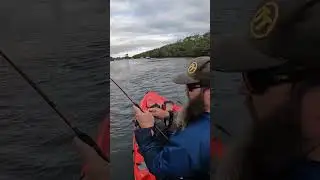Bream love a ZMan 2.5
