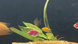 Tetra🐠 #Fish #Hunting Black Ant 🐜🦗🐜 #turtle #tetra #viral #video #fish #aquarium #fishtank #ant #yt