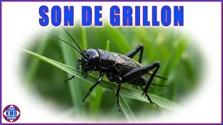 Le grillon chante comme jamais auparavant 🦗 &ndash; Sons d&rsquo;animaux authentiques et r&eacute;els