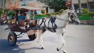 (( AKU PUNYA ANJING KECIL ))
