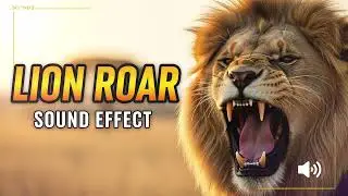 Lion Roar Sound &ndash; Powerful Wildlife SFX | Realistic Jungle Animal Roar (HQ Audio)
