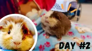 My Guinea pig&rsquo;s first 7 days of Recovery from SURGERY