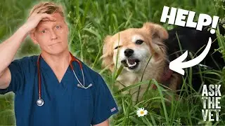 My dog won't stop eating grass! Why?! | ASK THE VET with Dr Scott Miller