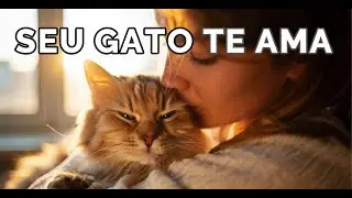 10 sinais científicos de que seu gato te ama mais do que você imagina.