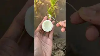 GOKIL BANGET! MANCING BELUT UMPAN TELUR AYAM REBUS