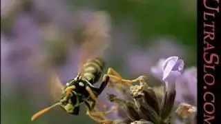 The first UltraSlo Wasp slow motion @2,000 FPS