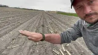 Semis de plantes fourragères avec avoine-pois semé dans terrain inégal.