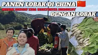 PETANI DI CHINA KALAU MUSIM DINGIN YA PANENNYA LOBAK HIHI ☺️