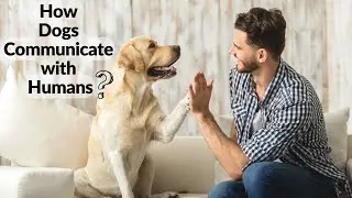 The science behind how dogs communicate with humans