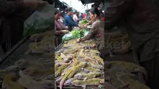 Inside an Asian Traditional Market: Unique Gecko Trading and Local Life