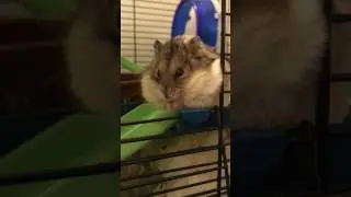 Dwarf hamster eating mealworms