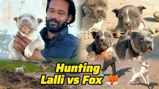Pitbull Vs Fox 🦊 || Hunting || pitbull puppies|| Dog Diet|| Lalli vs Fox 🦊