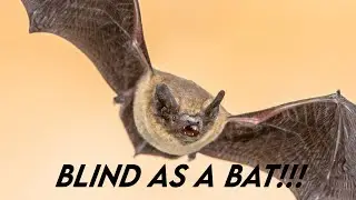 Debunking Myths: Are Bats Really Blind? | Paws on the Planet