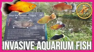 PEST Invasive Aquarium Fish on Sunshine Coast