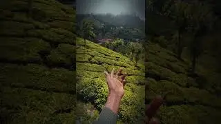 MUNNAR TOUR SOLO RESEARCH TRAVELLER #shorts #trending #travel