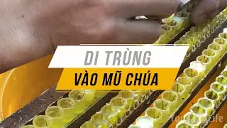 Cách Di Trùng Vào Mũ Chúa Tạo Sữa Ong Chúa | Trại Ong Sữa Lâm Đồng