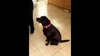 Funny dog eating cake