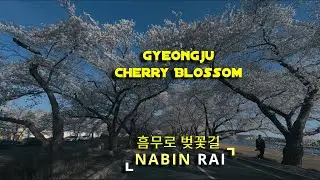 Cherry Blossom Delight : A 4K drive through Gyeongju | South Korea | NABIN RAI | Part 2