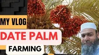 Off Season Work in Date Palm | Date Palm Farming