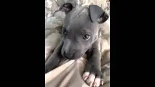 Blue Staffy Puppy