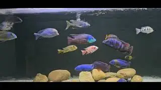  My  125 gallon  fish tank leak
