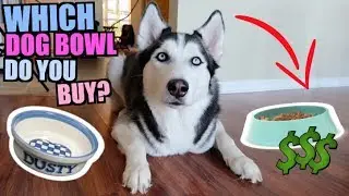 Which Dog Bowl Should You Buy For Your Husky/Dog? (Reviewing All Dog Bowls)