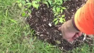 HOW TO MAKE TREES GROW!