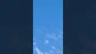 Large bird soaring. 😎#shorts